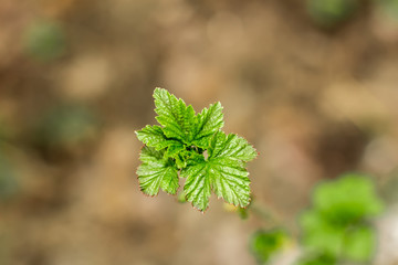 Leaves of a raspberry bush close-up spring garden background