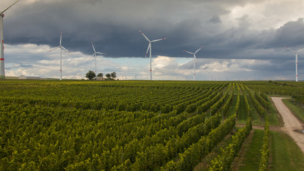 Fototapeta na wymiar harvest delicious grapes on a field in Germany 9