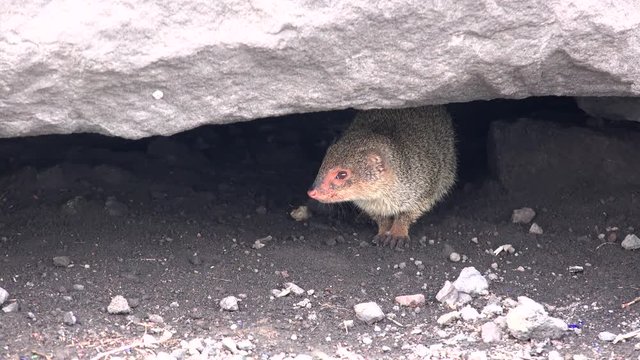 Small Asian mongoose (Herpestes javanicus). Big island, Hawaii, USA
