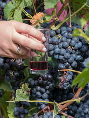 harvest delicious grapes on a field in Germany 7