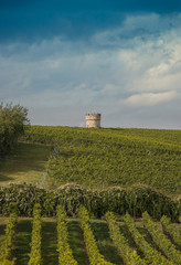 harvest delicious grapes on a field in Germany 8