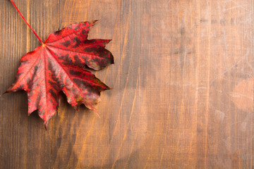 Obraz premium Red autumn maple leaf over brown wooden background