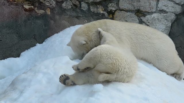 Two funny young polar bears enjoying snow