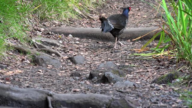 Male Kalij pheasant (Lophura leucomelanos) in Volcanoes National Park. Big island, Hawaii, USA
