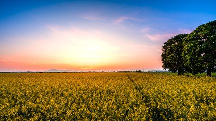 Fototapeta premium Yellow field on sunset