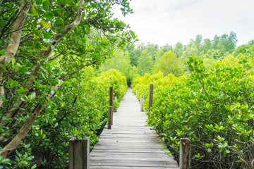 Fototapeta na wymiar The mangrove forest in Rayong of Thailand, Tung Prong Thong.