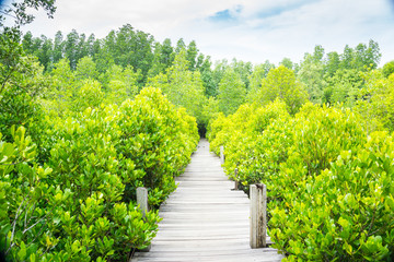 Tung Prong Thong Golden Mangrove Field, natural areas in Rayong of Thailand.