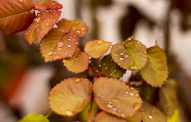 Hojas de rosal con gotas de lluvia en tonos marrones de otoño