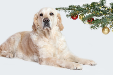 Golden Retriever Dog and a Christmas tree