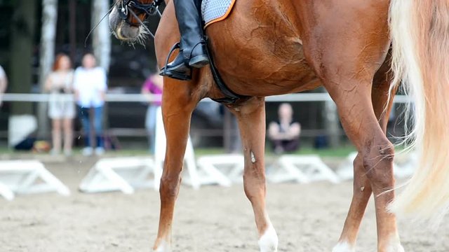 Saddle horse on a dressage championship closeup