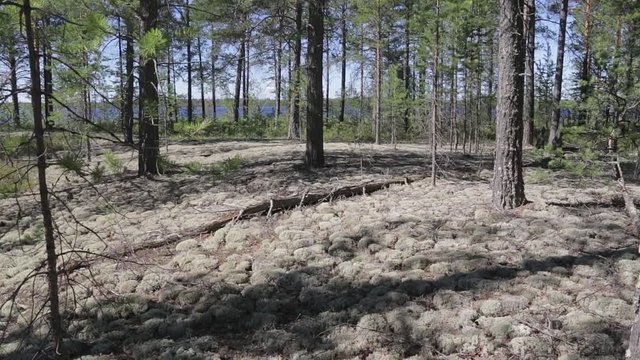 View of a wild lake from a reindeer-moss glade