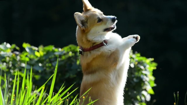 Funny welsh corgi showing tricks