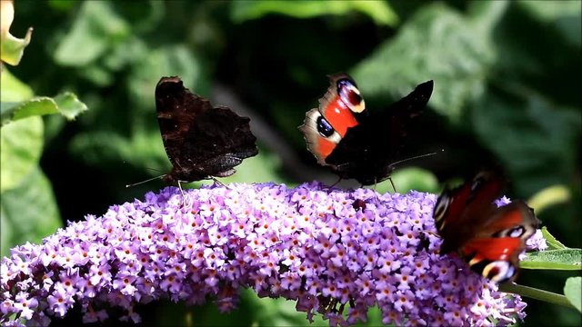Peacock butterflies feeding nectar on lilac flower
