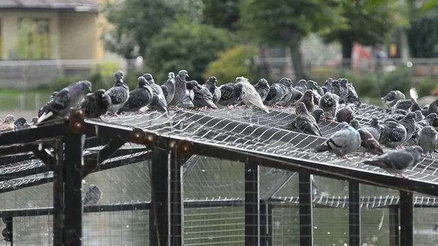 Gray doves in a birds park in summer