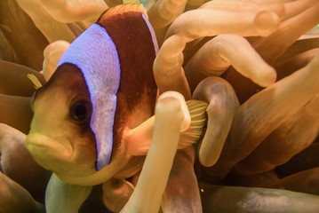 Clownfish Nemo