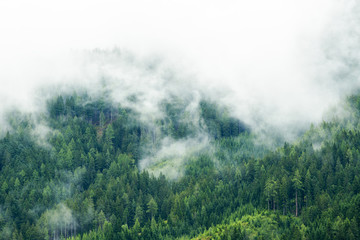 Panele Szklane  Las we mgle, niskie chmury w drzewach iglastych, Alpy Austriackie