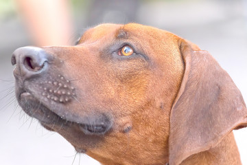 Hunting dog close-up