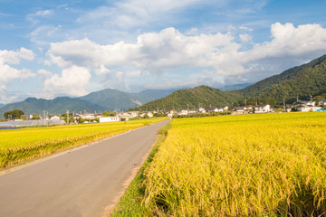 A country road and fields with blue sky background.
