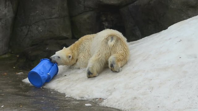 Polar bear having fun with blue toy bucket