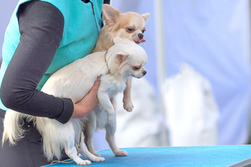 Chihuahua dog Close-up