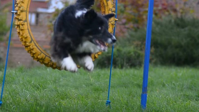 Border collie on Agility training