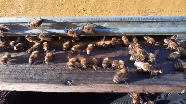 Work guard bees. Group of bees controls entrance to hive.