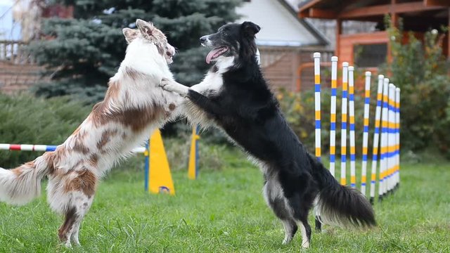 Border collies showing pair dance