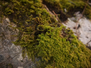 Moss 2