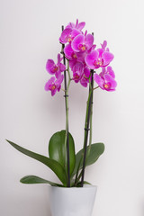 Naklejka na ściany i meble Grußkarte Orchideen 