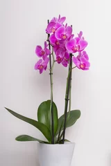 Deurstickers Grußkarte Orchideen  © Tobias
