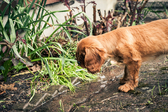 Puppy exploring rain for the first time