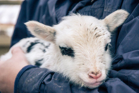 Holding small lamb