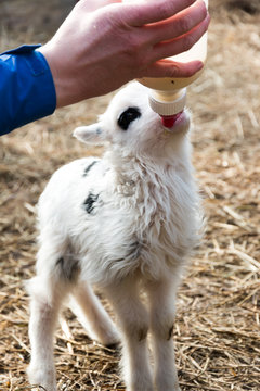 Feeding lamb
