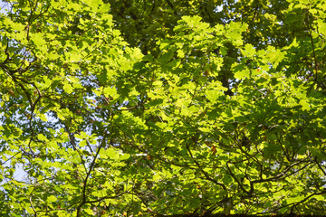 young oak leaves natural green background