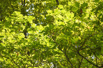 Fototapeta na wymiar young oak leaves natural green background