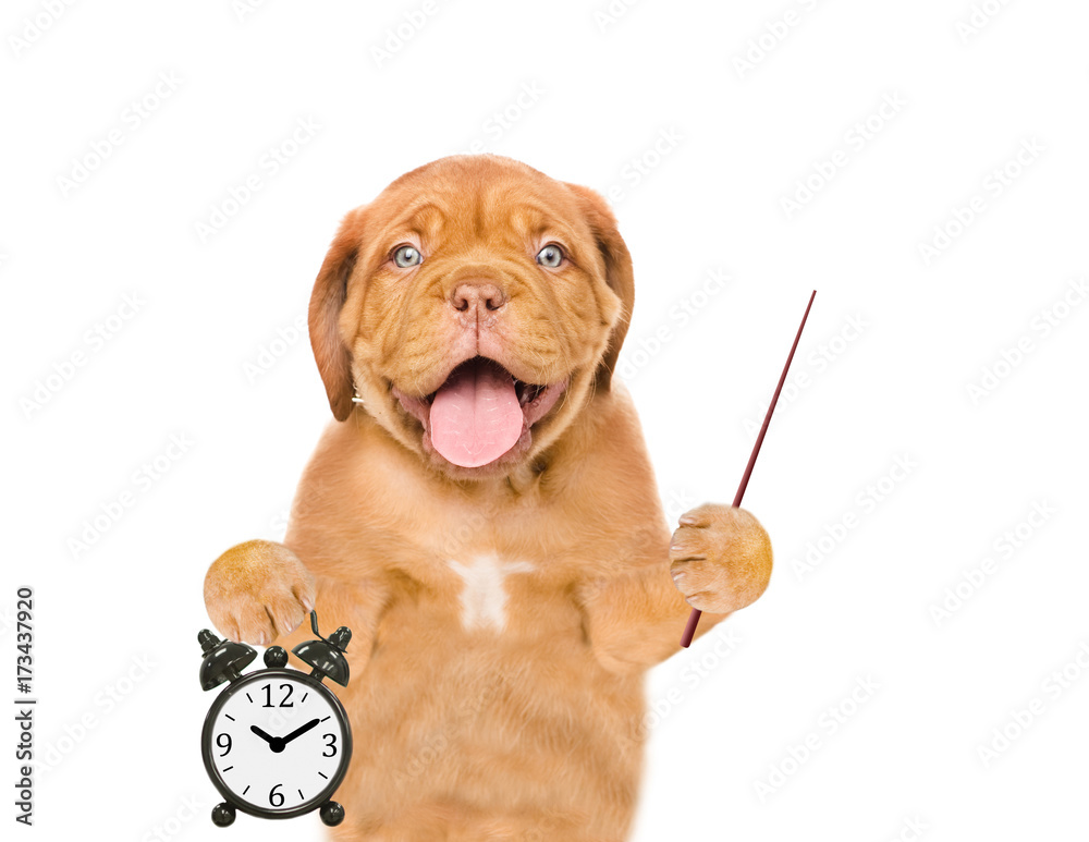 Poster Funny puppy with pointing stick showing alarm clock. Space for text. isolated on white background