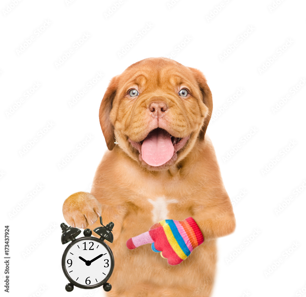 Poster Funny puppy showing alarm clock. Space for text. isolated on white background
