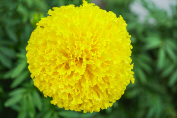 Beautiful marigolds blooming flower background, macro(Tagetes erecta, Mexican marigold, Aztec marigold, African marigold)