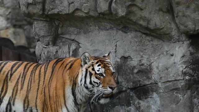 Amur tiger walking and examining new place