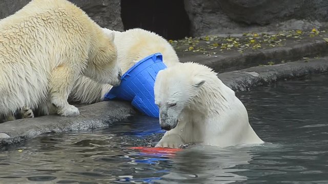 Polar bears playing. Two young bears with blue plastic can and adult one - in water with plastic cone