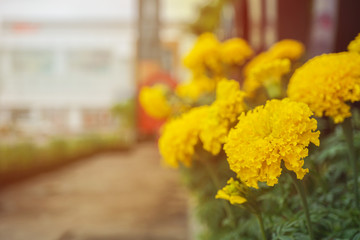 Beautiful marigolds blooming flower with vintage tone, macro(Tagetes erecta, Mexican marigold, Aztec marigold, African marigold)