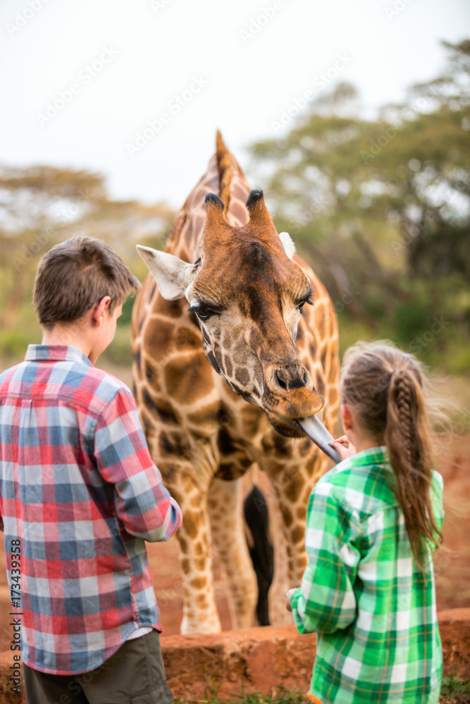 Wall mural Kids feeding giraffes in Africa