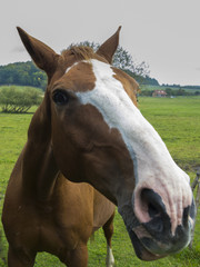 Brown and white spotted horse with brown mane on grazing land.  Near view to horse´s eye. Horse portrait.