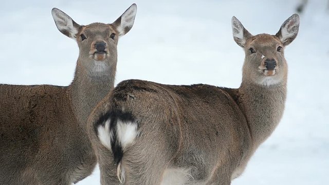 two females of fallow deer in the winter