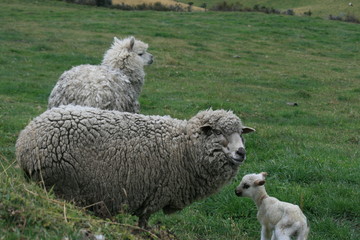 newborn lamb ewe and llama in pasture 