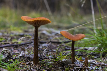 Laccaria laccata. Mushrooms in the moss and forest environment. Inedible mushrooms.