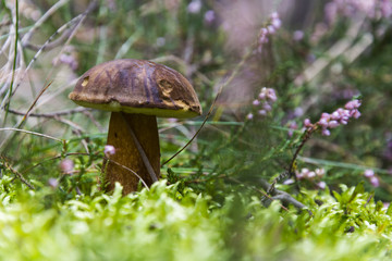 Brown mushroom in the moss in forest. Nice big bolete.
