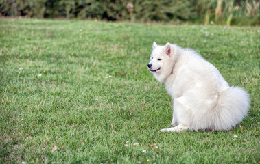 Samoyed dog pooping at grass field in the park