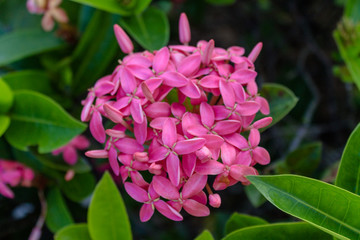 purple flowers among green foliage