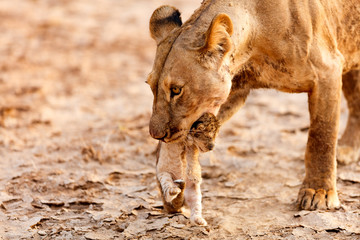 Female lion with cub
